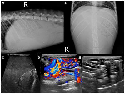 Case report: Ultrasonographic and computed tomographic imaging features of hemochromatosis in a dog